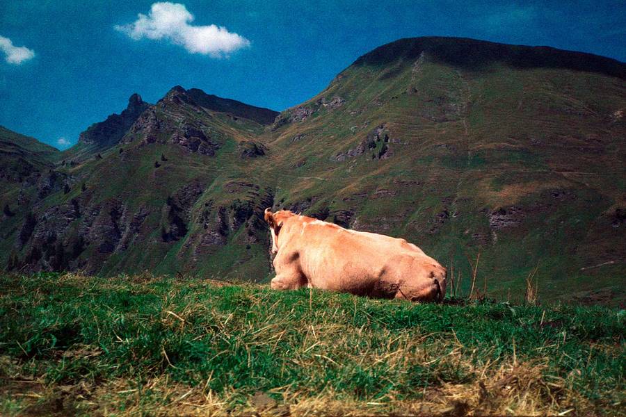 landscapes, mountains, cows